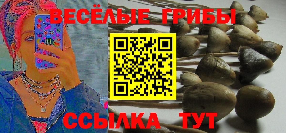 Псилоцибиновые грибы Cubensis Кохма